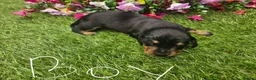Dachshund dogs for sale: Dachshunds 8 Puppies 5 Girls,  3 Boys - Advert 8
