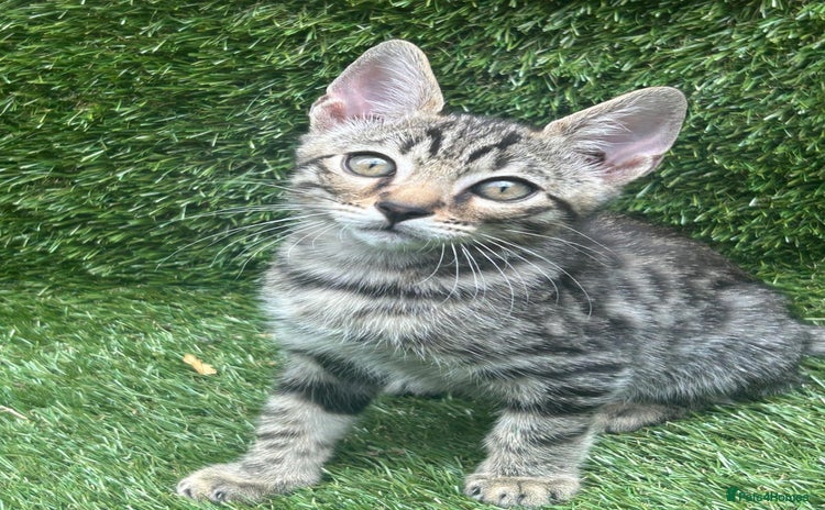 Bengal cats - Advert 3