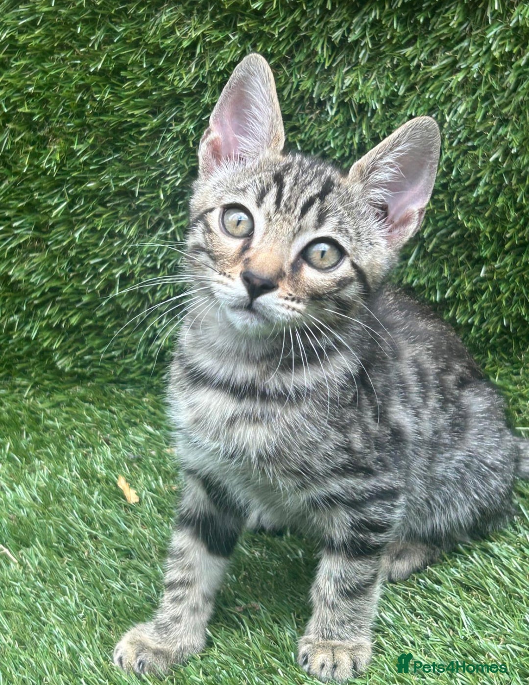 Bengal cats for sale: BSH X BENGAL KITTEN FOR SALE! - Image 1