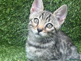 Bengal cats - Advert 3