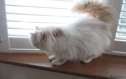 Persian cats for sale: Adorable Pedigree Persian Female Available Now - Image 15