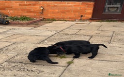 Labrador Retriever dogs for sale: Gorgeous Labrador Puppies - only 5 remaining!! - Image 12