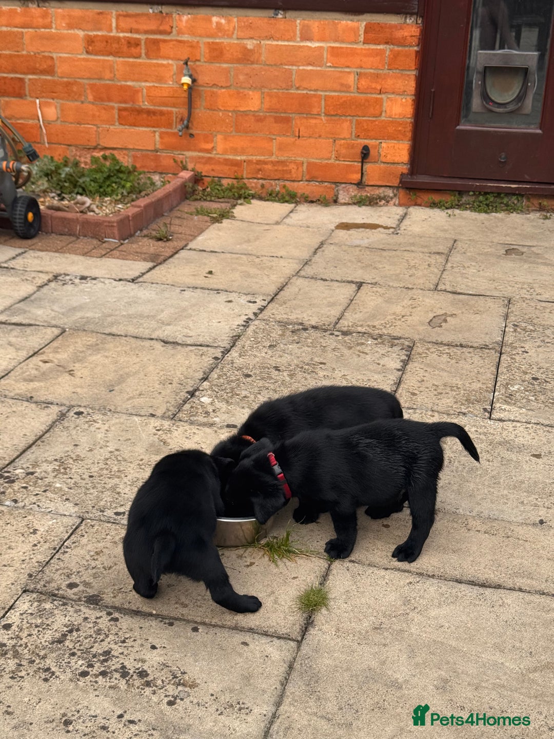 Labrador Retriever dogs for sale: Gorgeous Labrador Puppies - only 5 remaining!! - Image 12