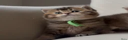 British Shorthair cats for sale: Unique  Golden kittens 🐾 - Advert 6