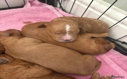 Cavapoo dogs for sale: Cavapoo puppies for sale - Image 6