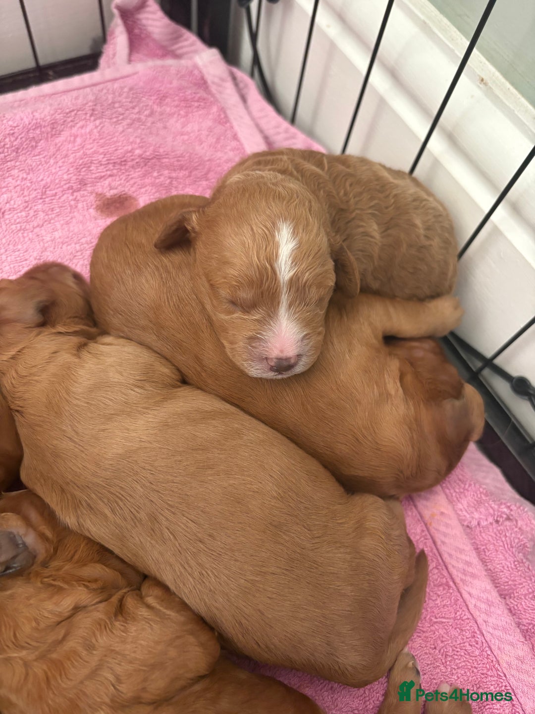 Cavapoo dogs for sale: Cavapoo puppies for sale - Image 6