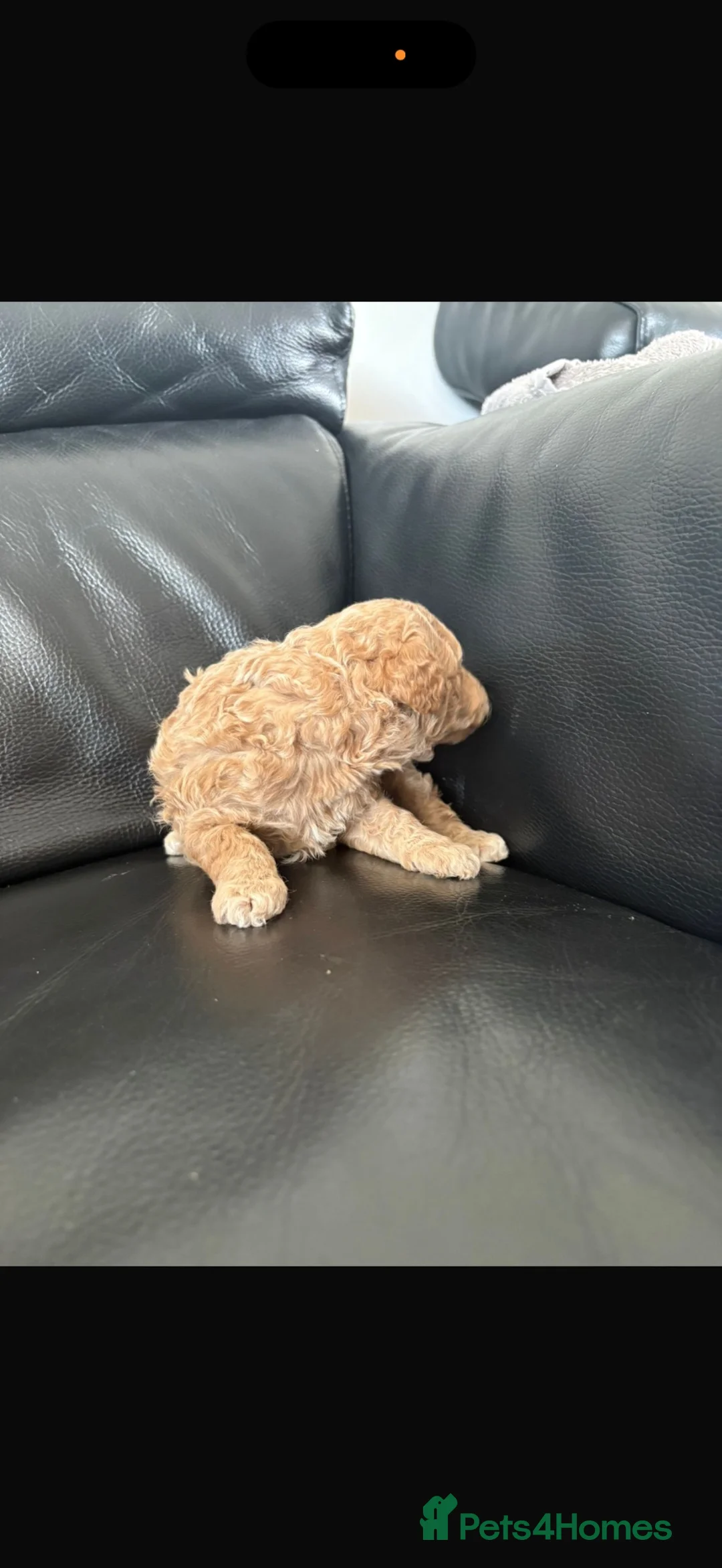 Toy Poodle dogs for sale: Toy poodle  in Oxford - Advert 8