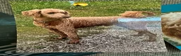Goldendoodle dogs for sale: Litter due end of August F1b stand golden doodles  - Advert 3