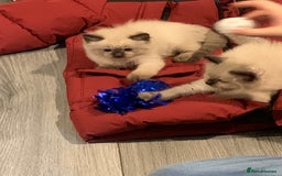 Ragdoll cats for sale: 3 fluff balls left  - Image 9