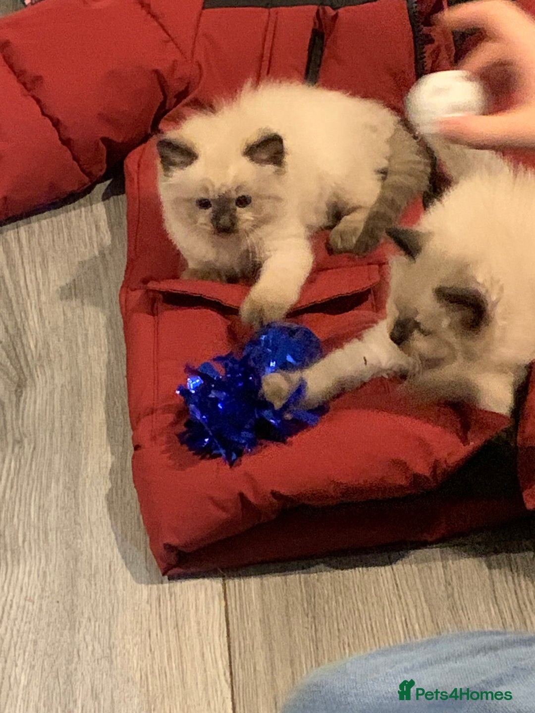 Ragdoll cats for sale: 3 fluff balls left  - Image 9