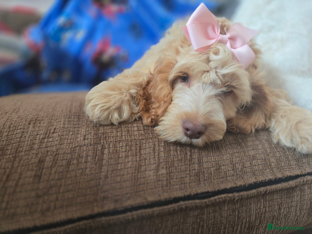 Cockapoo dogs for sale: Fully vaccinated and Extensively health tested.  in Wisbech - Image 17