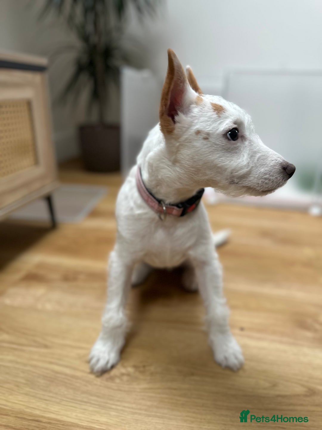 Jack Russell dogs for sale: Jack Russell  - Advert 5