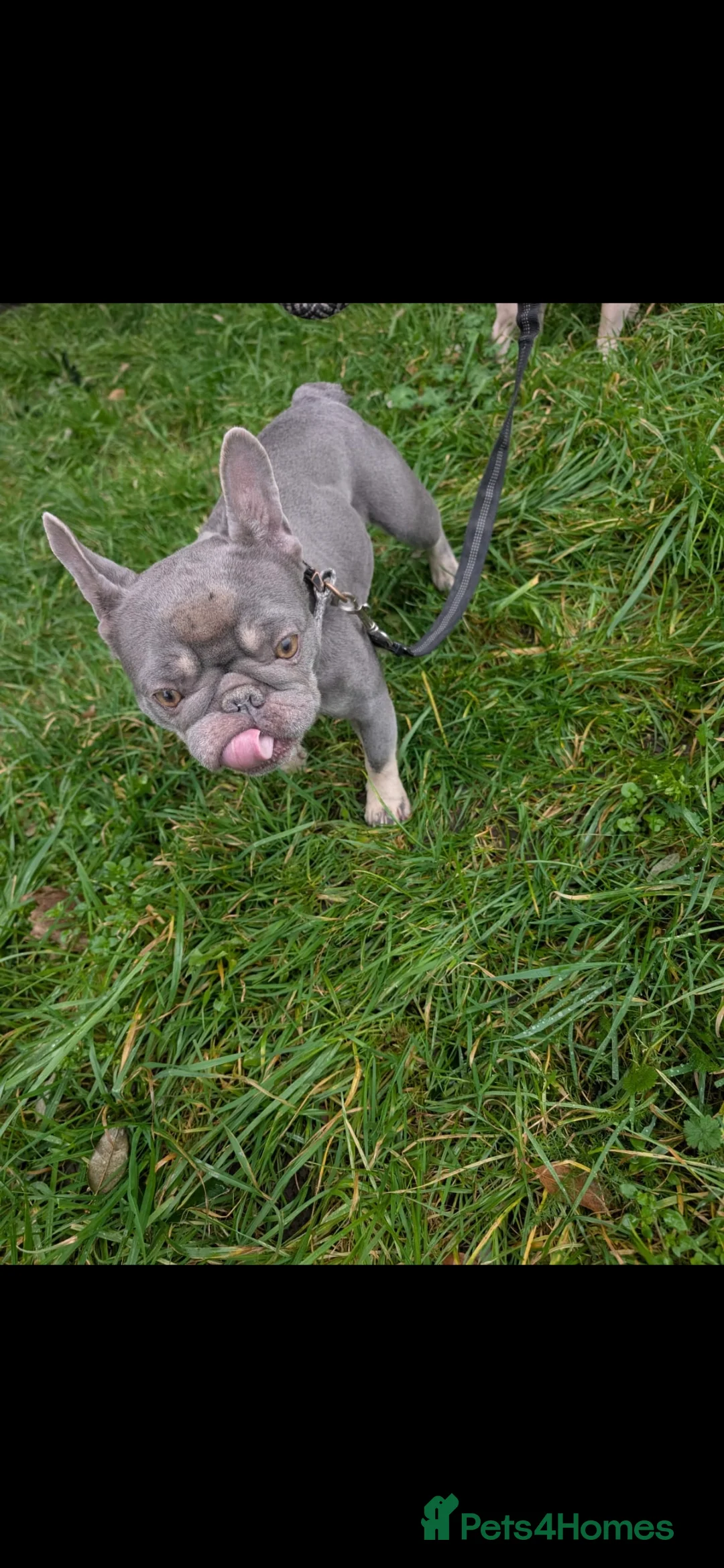 French Bulldog dogs for sale: Two French Bulldogs for sale - Advert 3