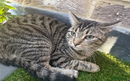 British Longhair cats for sale: Rocky 10 month old kitten - Image 2