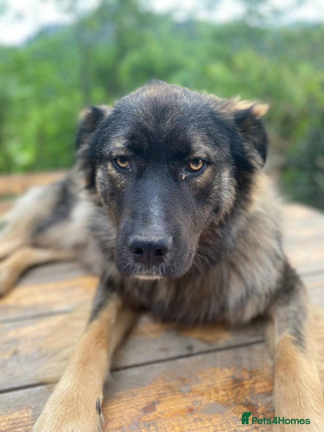 Mixed Breed dogs for adoption: Meet wonderful Harold!  - Image 4