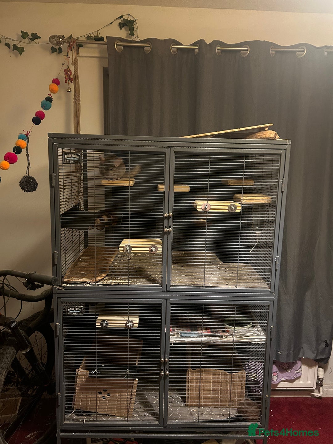 Chinchilla rodents for sale: Two female chinchillas for rehoming with cage - Advert 8