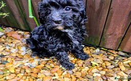 Cockapoo dogs for sale: Fantastic f1b toy cockapoo puppies  - Image 8