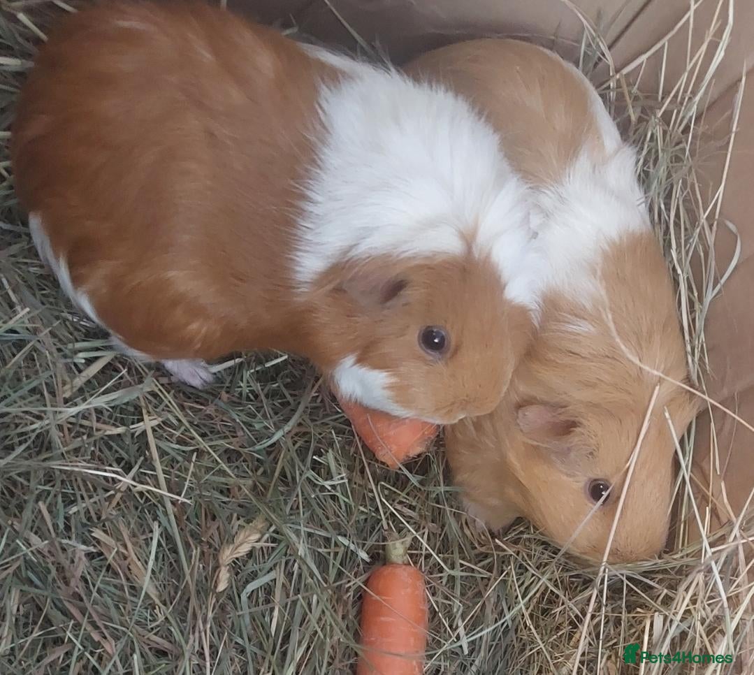 Guinea Pig rodents DORIS & OPAL Female guineapigs  - Advert 20