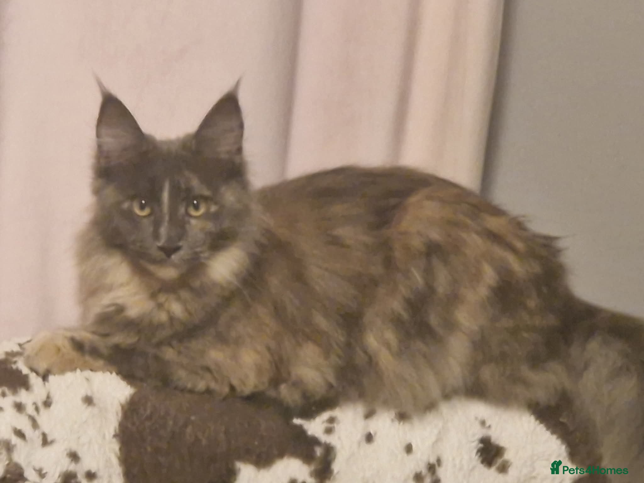 Maine Coon cats Maine Coon kittens in Spalding - Advert 2