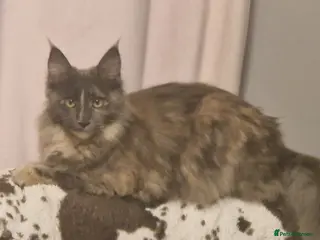 Maine Coon cats Maine Coon kittens in Spalding - Advert 1