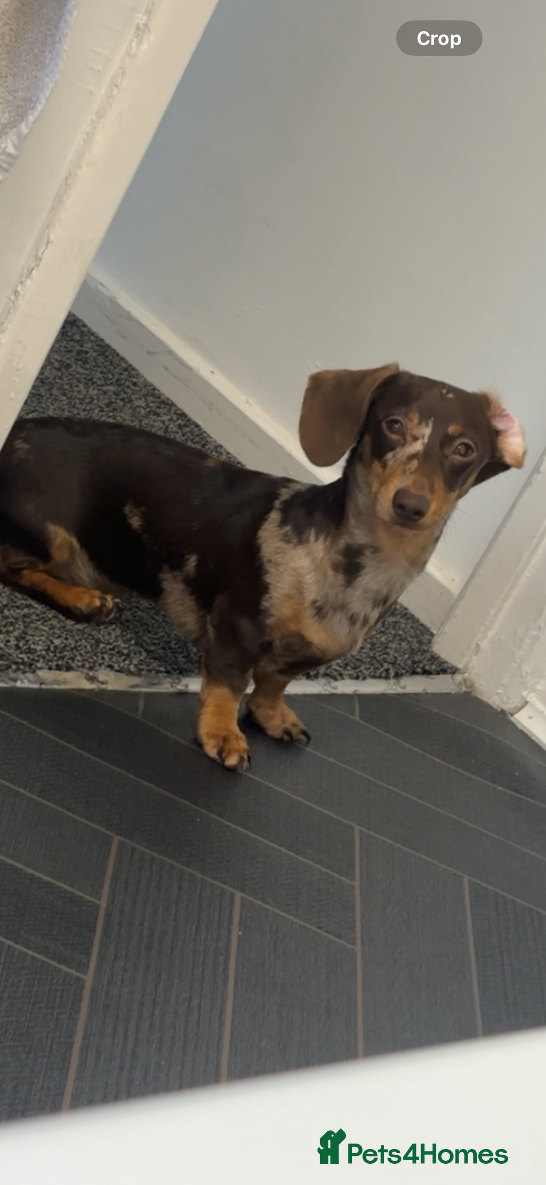 Miniature Dachshund dogs for sale: Miniature dachshund puppies - Image 8