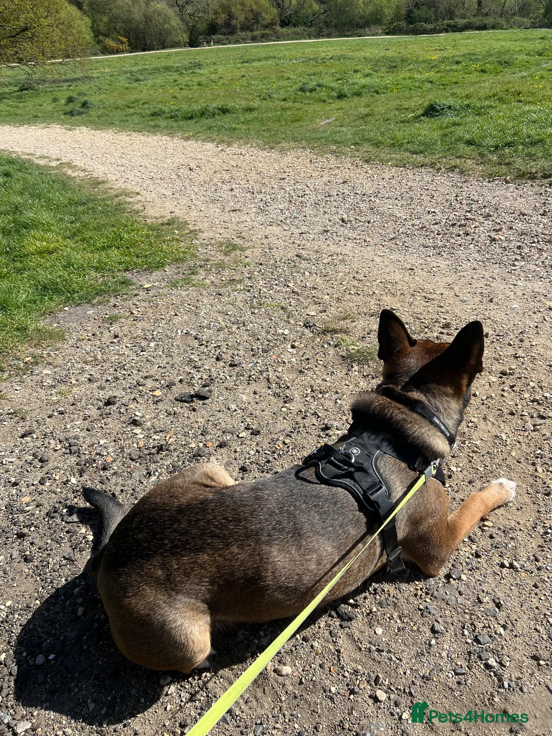 Mixed Breed dogs for sale: 7year old German shepherd x American bulldog - Advert 2