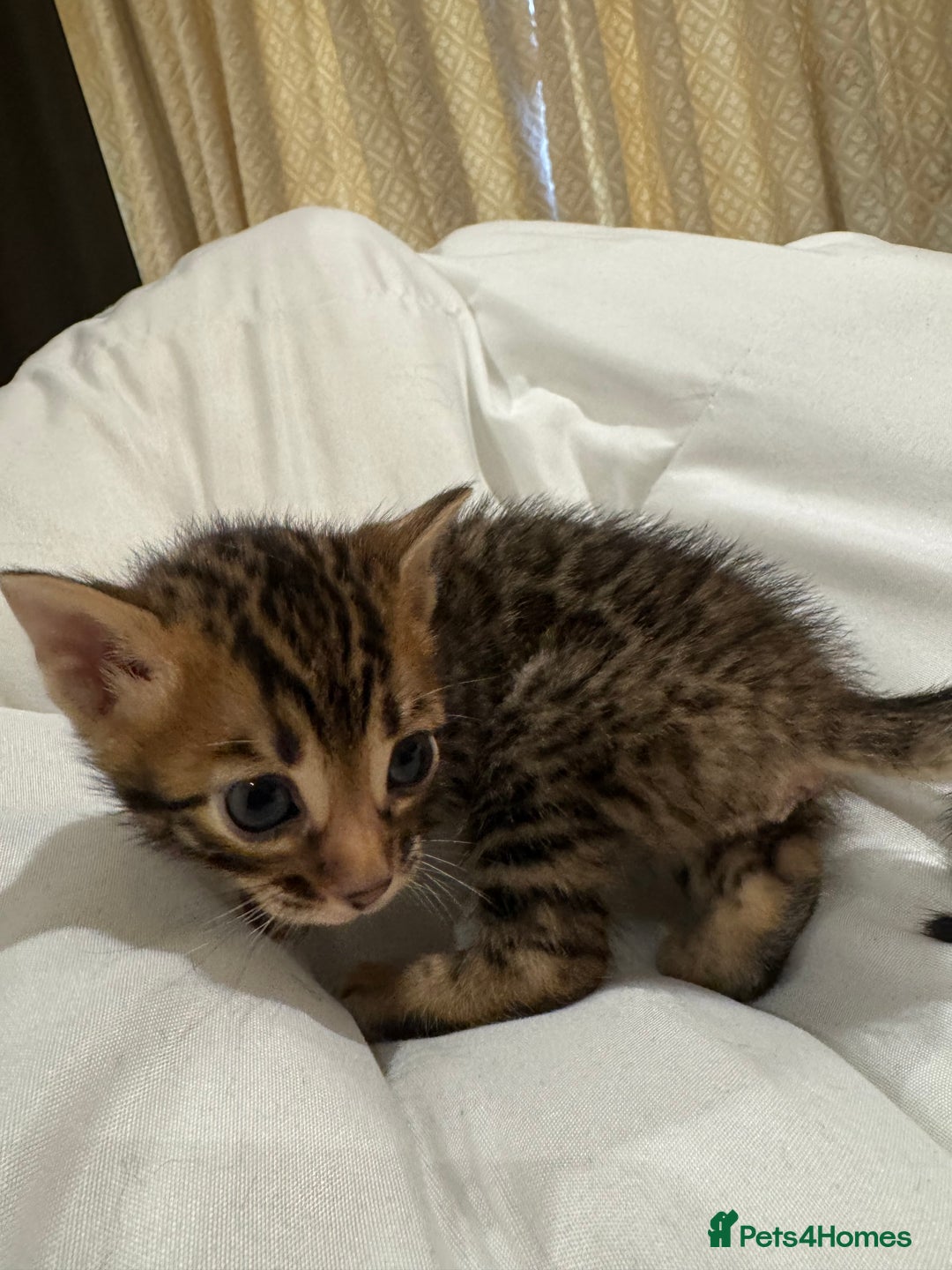Bengal cats for sale: 💕 Pedigree Rosetted bengal kittens 💕 - Advert 21