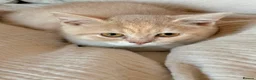 Selkirk Rex cats for sale: Selkirk Rex (shorthaired) girls and boy - Advert 3