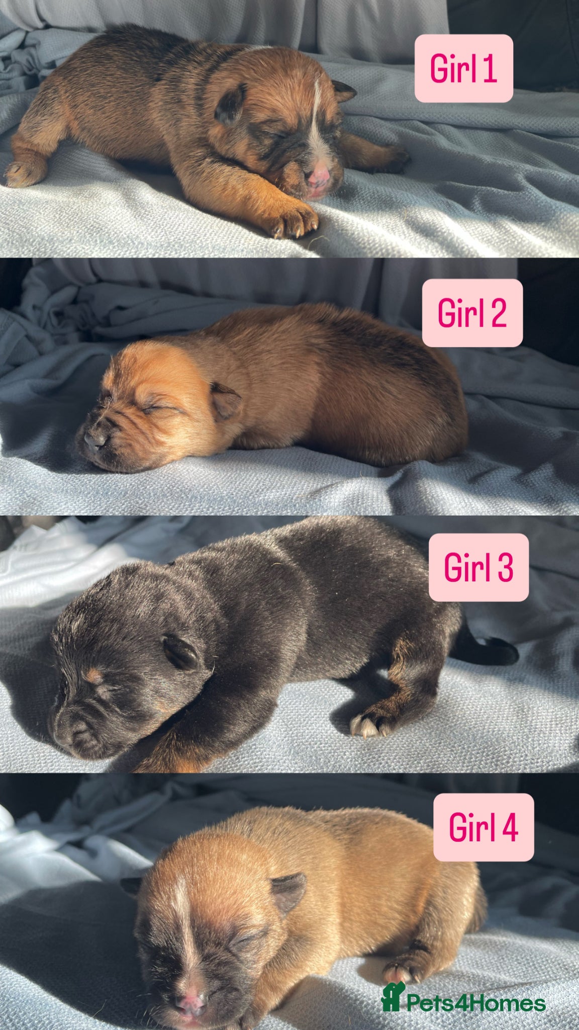 Mixed Breed dogs German shepherd x Staff litter - super friendly - Advert 2