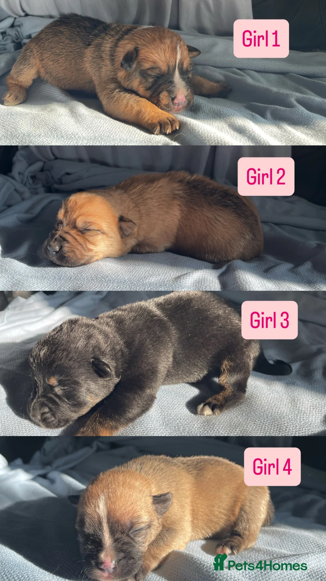 Mixed Breed dogs for sale: German shepherd x Staff litter - super friendly - Advert 2