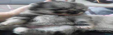 Pomeranian 2