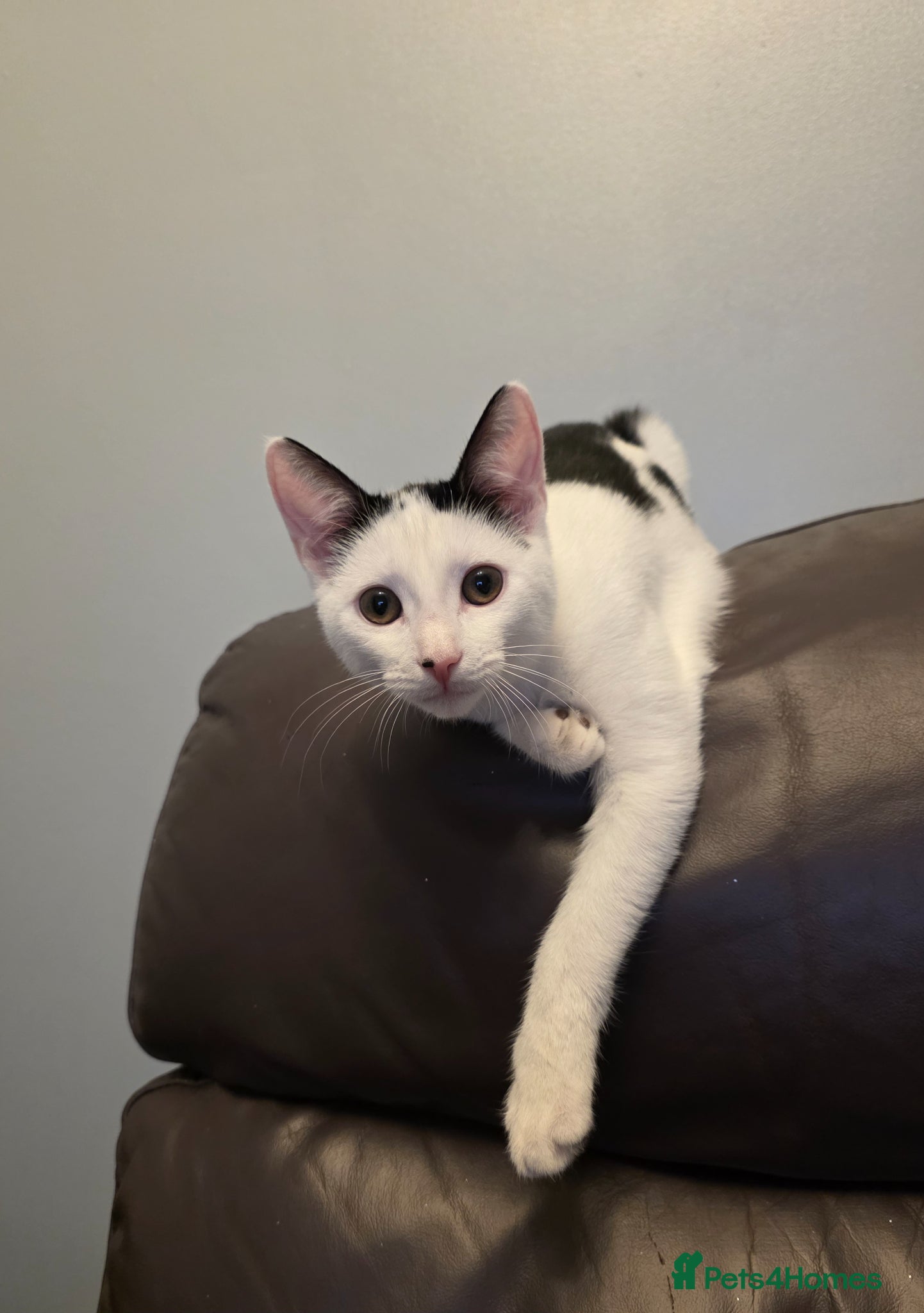 Mixed Breed cats Male kitten - Advert 10