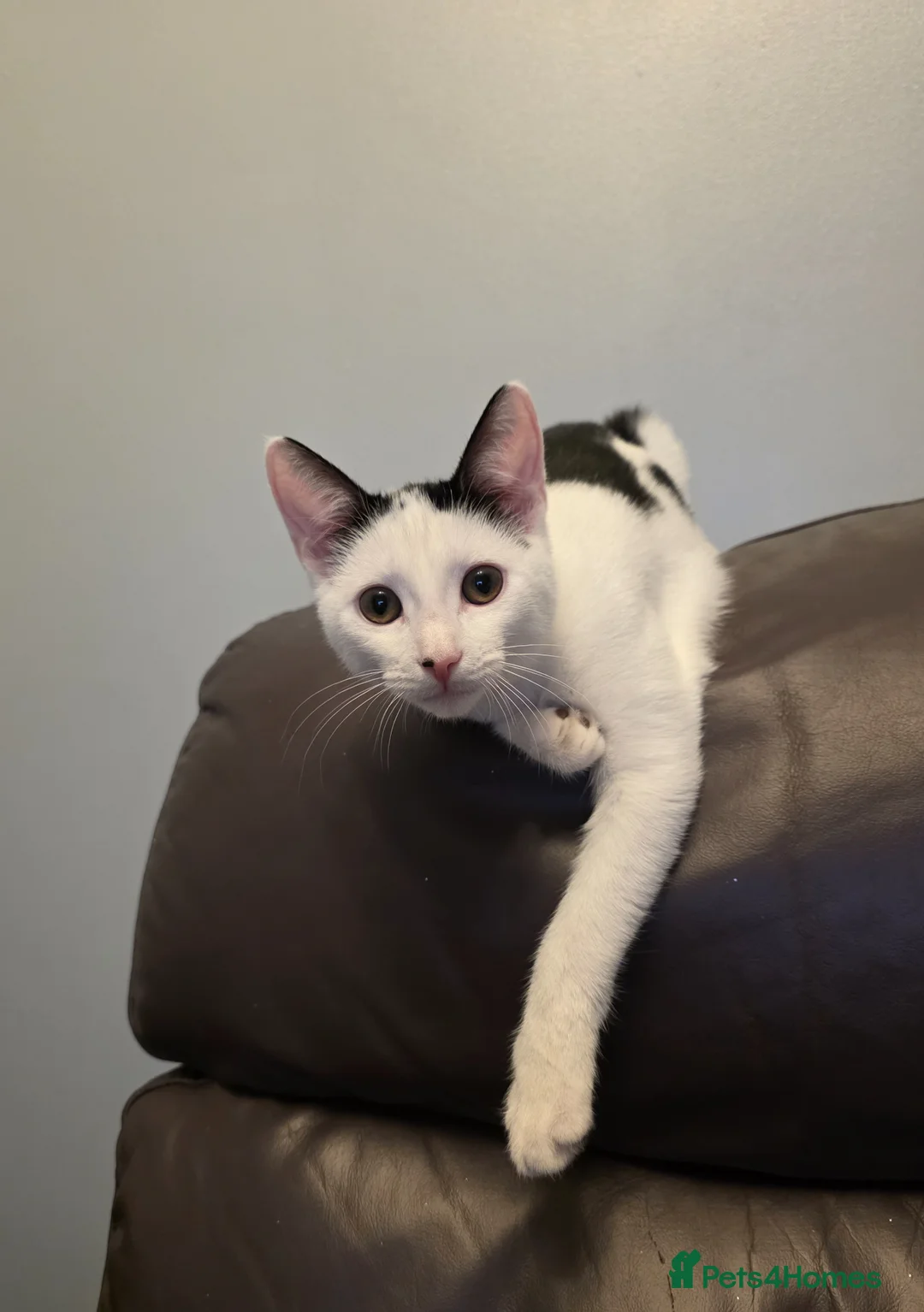 Mixed Breed cats for sale: Male kitten - Advert 1