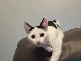 Mixed Breed cats Male kitten - Advert 2