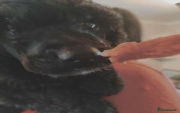 Shihpoo dogs for sale: Standard poodle x shihpoo - Image 23