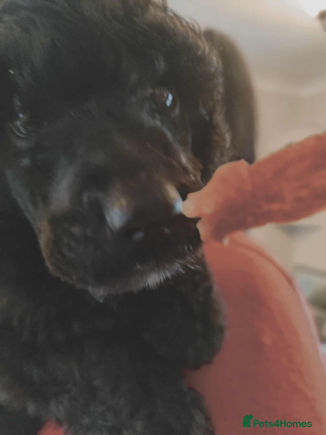 Shihpoo dogs for sale: Standard poodle x shihpoo - Image 23