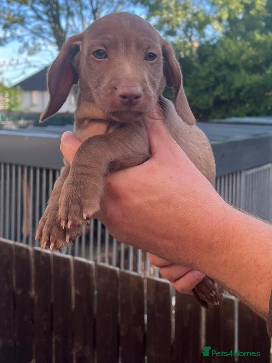Dachshund dogs for sale: Min dachshund x teckel ( standered dachshund) - Image 13