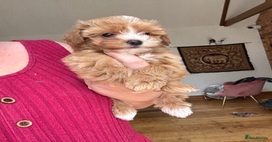 Maltipoo dogs - Advert 8