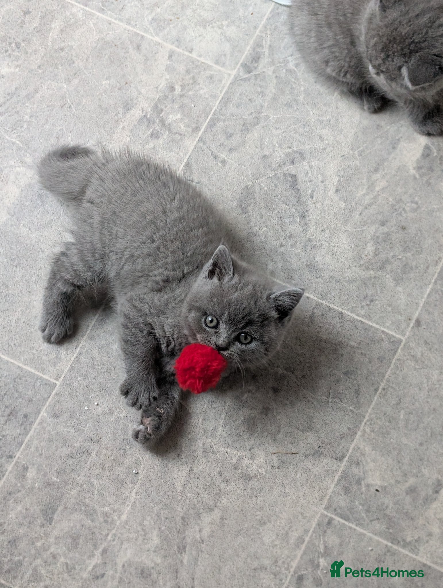 British Shorthair cats  1 Males British short hair  - Advert 1