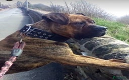 Presa Canario dogs for sale: Presa Canario  - Image 3