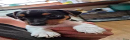 Jack Russell dogs for sale: 1 boy Jack russell pup for sale - Advert 3