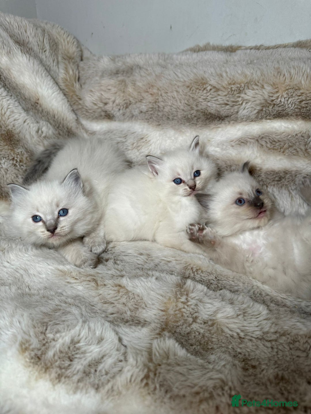 Ragdoll cats for sale: Ragdoll Chunky Boys!  - Advert 4