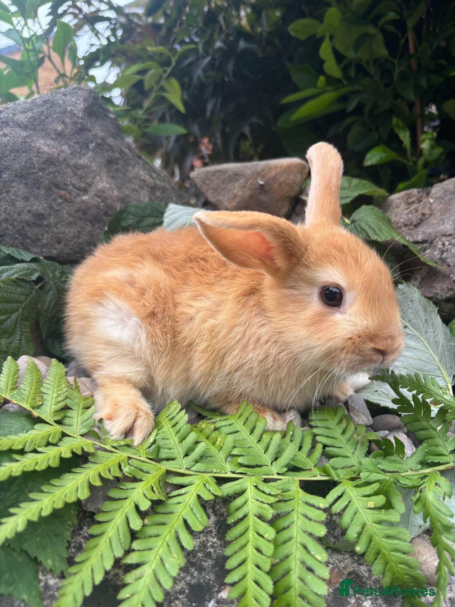 Mixed Breed rabbits netherland dwarf x mini lop - orange / black  - Advert 2