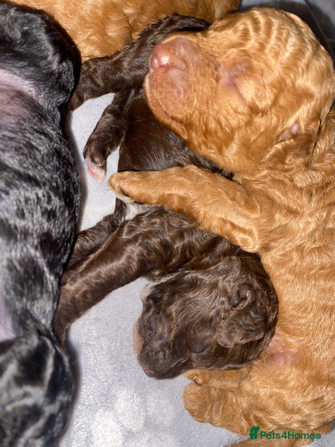 Miniature Poodle dogs for sale: Beautiful Miniature/Toy poodles  - Advert 21