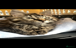 Mixed Breed cats for sale: 4 Beautiful Kittens 🐾 ❤️  - Image 2