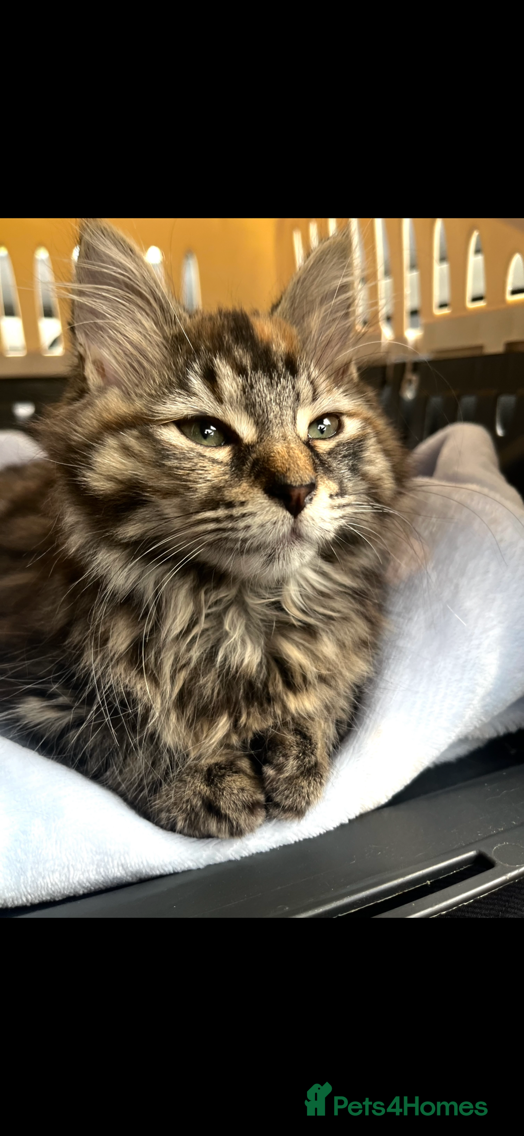 Mixed Breed cats for sale: 4 Beautiful Kittens 🐾 ❤️  - Image 2