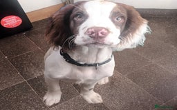 English Springer Spaniel dogs for sale: Sprinter spaniel  - Image 7