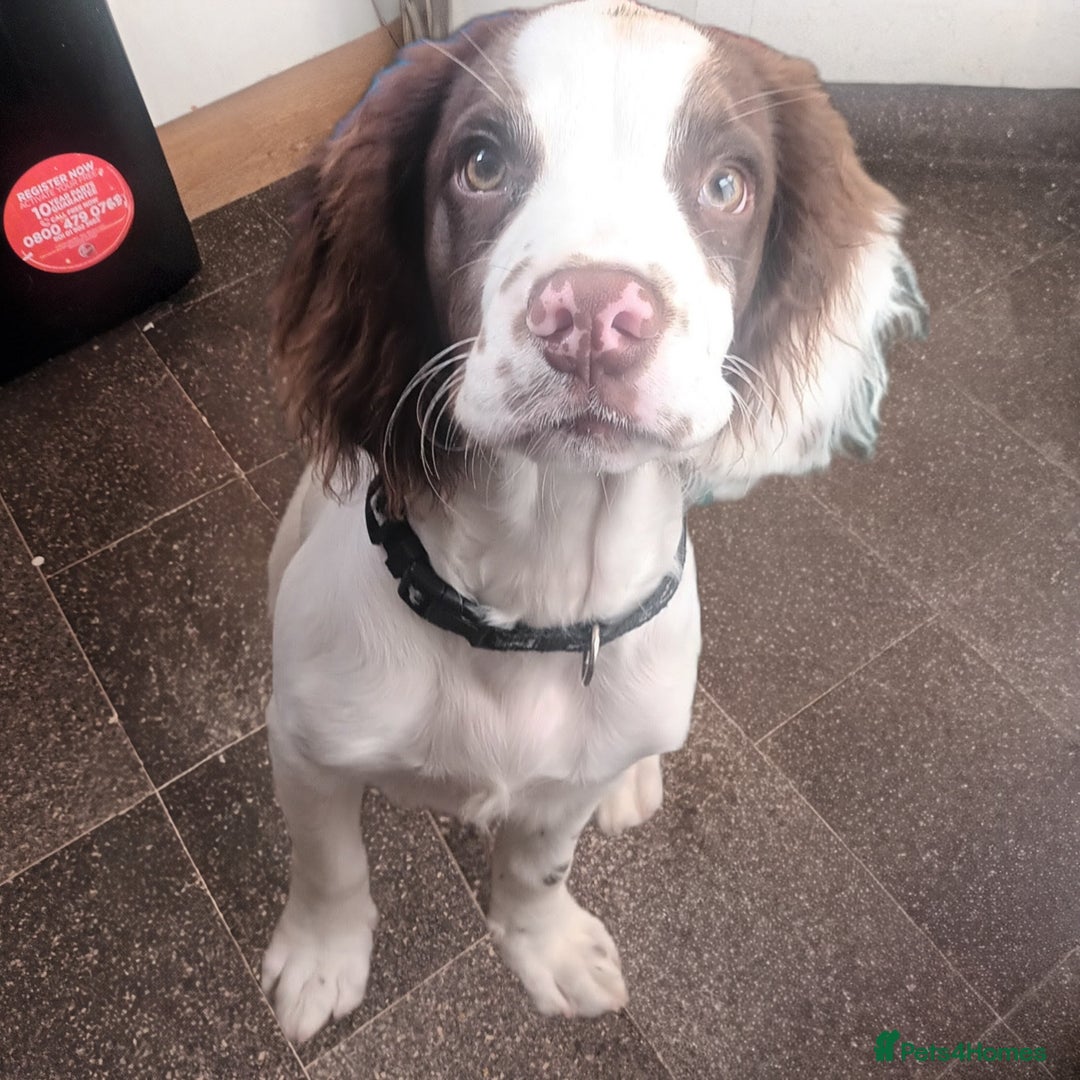 English Springer Spaniel dogs for sale: Sprinter spaniel  - Image 7