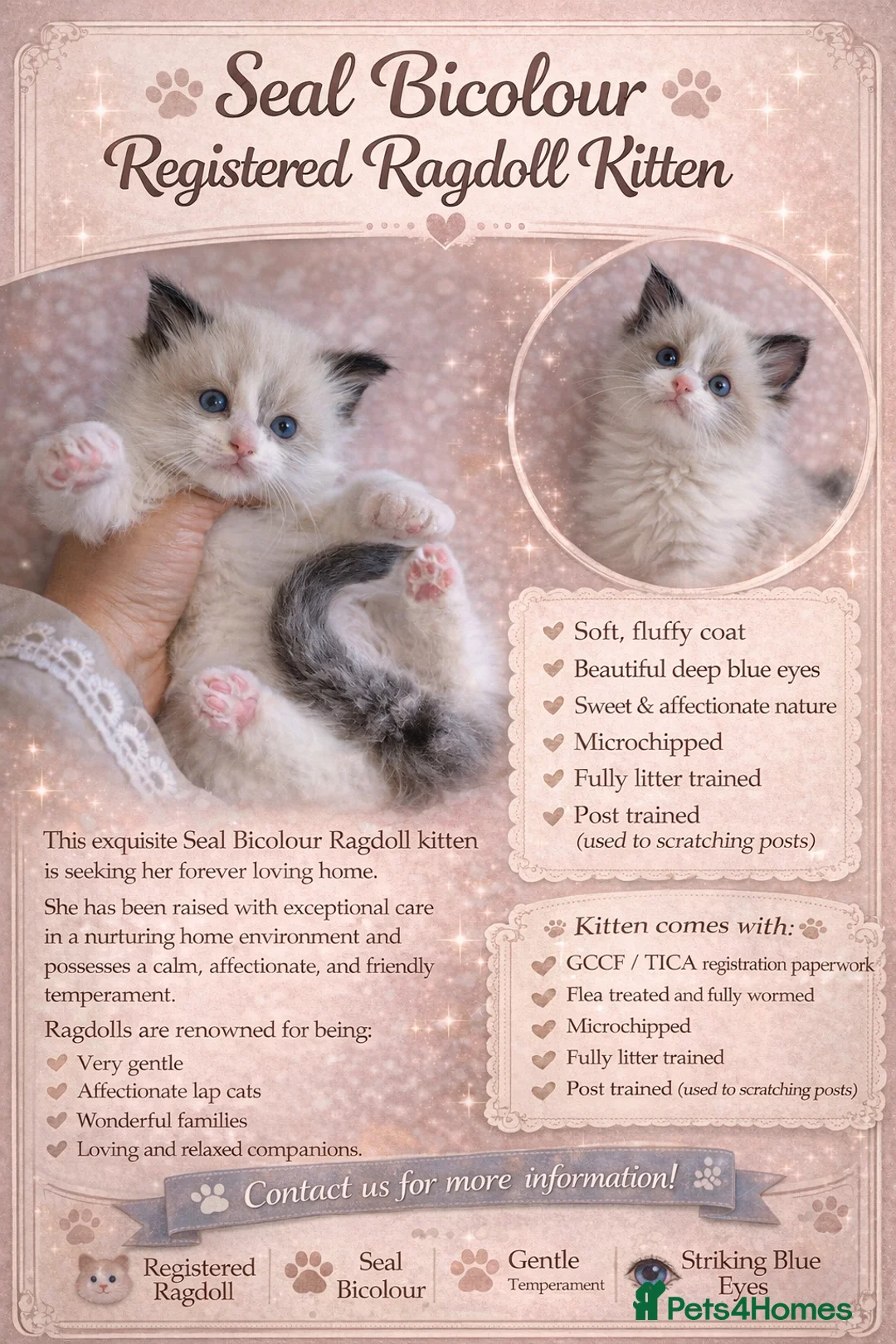 Ragdoll cats for sale: GCCF Ragdoll kittens registered pet Active  - Advert 21