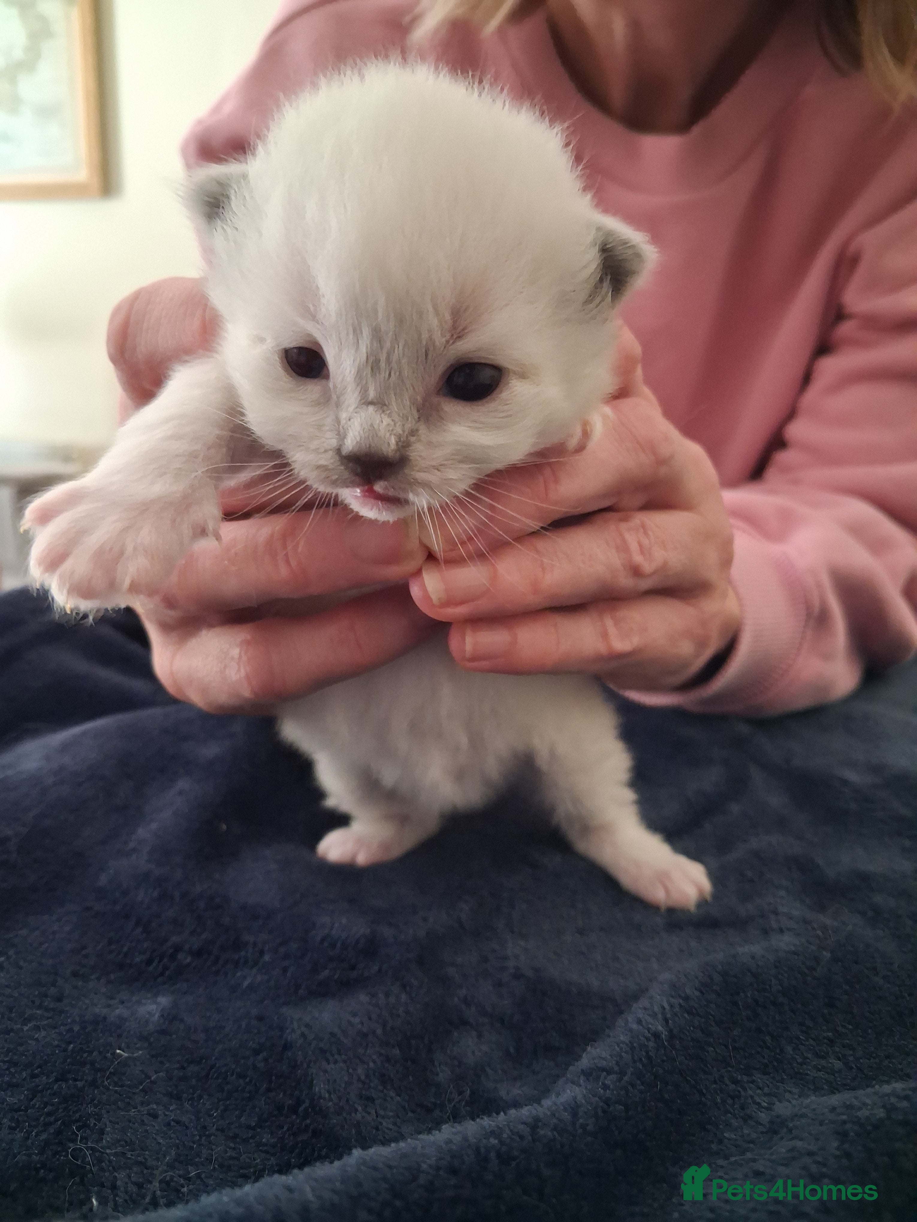 Ragdoll Kitten 2